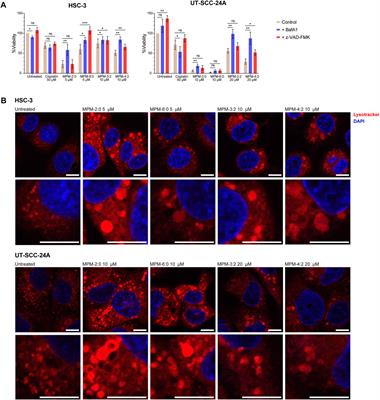 Amphipathic barbiturates as marine product mimics with cytolytic and immunogenic effects on head and neck squamous cell carcinoma cell lines